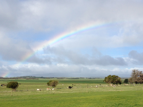 Alpacas and Rainbow at Promhills Cabins