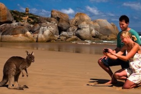 kangaroo-on-beach-at-wilsons-prom5C894AD3-A1C9-C042-C7CB-EA54874CEDB0.jpg