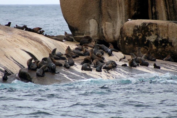 seals-on-wildlife-coastal-cruises-wilsons-prom-cruiseAE160FB9-5655-5657-6816-4CCE1CEE4EA8.jpg
