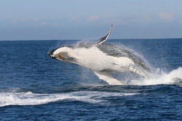 wildlife-coastal-cruises-whale-watchingAB4BFC0E-188A-AE8B-0B86-4E1455151F0E.jpg